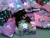 Cute Pictures Of My Yorkiepoo Romeo!!!-c.jpg