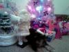 Cute Pictures Of My Yorkiepoo Romeo!!!-d.jpg