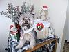 First Christmas photos-decked-den.jpg