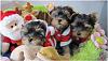 Yorkies & Blythe-123.jpg