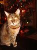 Darwin and friends at Christmas-sidney-2009.jpg