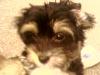 I got an adorable picture of my yorkiepoo!!-romeo11.jpg