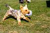 Jackson's turning into a frisbee dog-img_2201.jpg