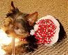 Lulu in Her Christmas Dress!!-dsc08015-2.jpg