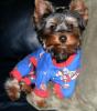 New pics of Toby in barkindogclothes! I recommend 'em!-hpim0322-2-.jpg