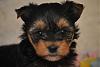 Awww I took some pics of my pups..they are too darn cute!-mckenzielitter5wksdsc_0001.jpg