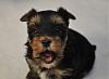 Awww I took some pics of my pups..they are too darn cute!-mckenzielitter5wksdsc_0009.jpg