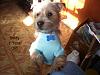 The Yorkie Rusells are ONE TODAY...-picture014-9-1.jpg