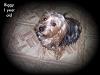 The Yorkie Rusells are ONE TODAY...-picture007-9.jpg