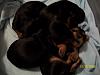 Puppies!!!-100_1426.jpg