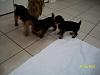 Puppies!!!-puppies040.jpg