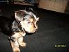 Puppies!!!-puppies002.jpg