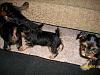 Puppies!!!-puppies009.jpg