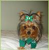 My Bailey, Gorgeous in green-green-1.jpg