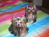 The girls had baths today so it's picture time!-cimg7816.jpg