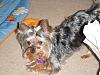 This is Abby my 2 year old yorkie!!!-abby.jpg