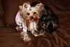 Princess Chloe is home!!!-picture-004.jpg