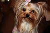 Princess Chloe is home!!!-picture-005.jpg