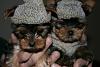 sock sweaters and hats!!!-img_2468.jpg