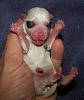 Star had a White puppy too-picture-003w.jpg