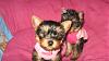 Little Ladies in Pink-pink2.jpg