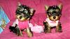 Little Ladies in Pink-pink7.jpg