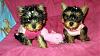 Little Ladies in Pink-pink9.jpg