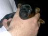 One puppy has his EYES opened!!!!!!!!-cateye1.jpg