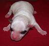 Star had a White puppy too-101_3181w.jpg