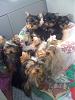 Puppies everywhere!-8150dc5e.jpg