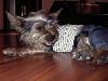 Check out Chuchi in his new jean and shirt outfit :) ADORABLE!!!-chuchi2.jpg