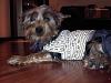 Check out Chuchi in his new jean and shirt outfit :) ADORABLE!!!-chuchi3.jpg