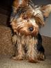 Yorkie baby update and pictures! :D-dogd-0092.jpg