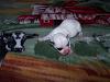 Star had a White puppy too-101_3234s.jpg