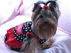 Pebbles in her new dresses-phppcz1wmam.jpg