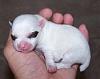 Star had a White puppy too-101_3260.jpg