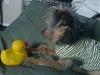 Ollie talks to ducks....-ollieduck.jpg