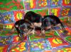 Sweeties babies.-sweetie-babies-12-23-05.jpg