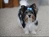 Reighny goes to the groomer!-img_1665-640.jpg