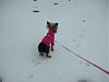 Sophie in the Snow!-dscn2359.jpg