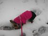 Sophie in the Snow!-dscn2360.jpg