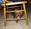 Peek-a-Boo-under-chair.jpg