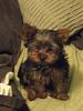 Is my dog a yorkie?-baby-pic-3-months.jpg