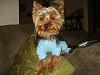 Is my dog a yorkie?-pjs.jpg