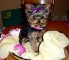 Meet Miss Zoe...-smp1150082.jpg