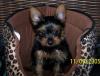 Sibling found on YorkieTalk!-deon.jpg