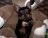 Sibling found on YorkieTalk!-deon2.jpg