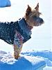 Jackson enjoying our record-breaking snow storm-p1060294.jpg