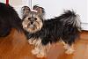 Roxy the honorary Yorkie-monday-20puppies-208-01-11-medium.jpg