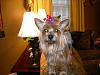 Haven't posted the babies in a while....-lucy-after-grooming-2.jpg
